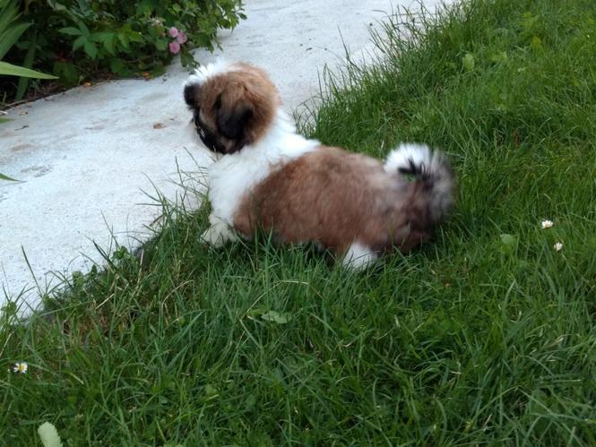 Shih Tzu štene