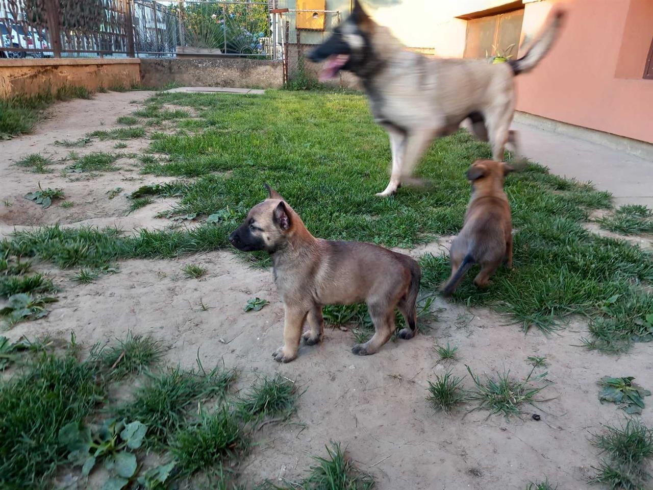 Malinoa-štenci-