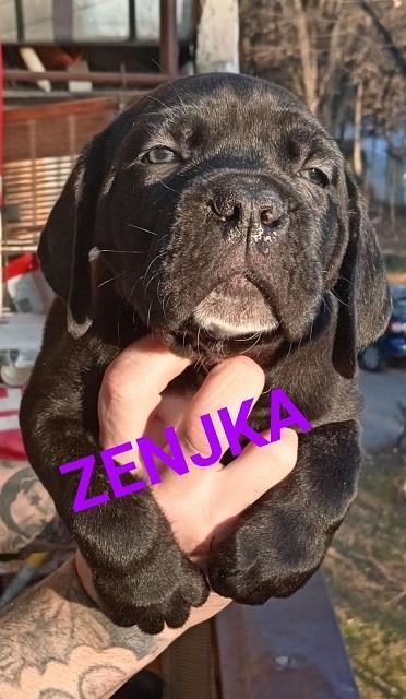 Cane-corso-štenci
