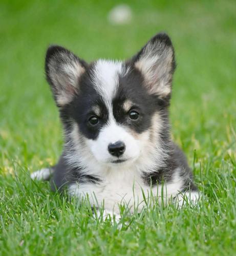 Velški korgi/Welsh Corgi Pembroke