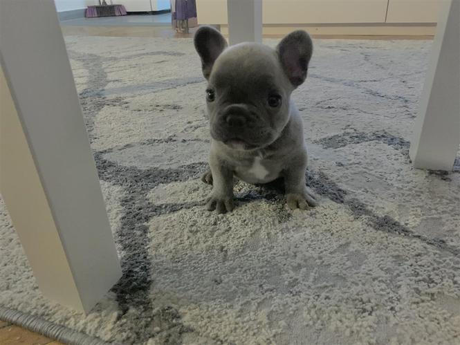 Francuski Bulldog