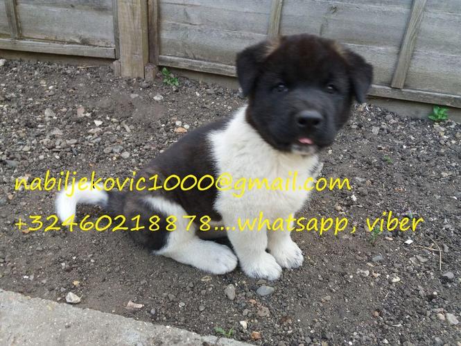 zapanjujuće štene akita
