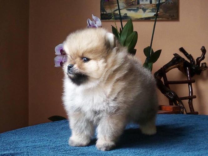 Pomeranski spic