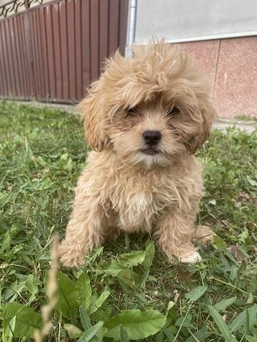 Maltipoo stenci 