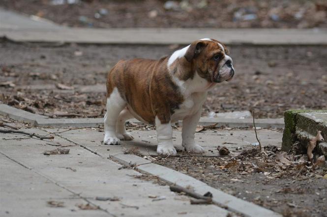 Engleski Buldog