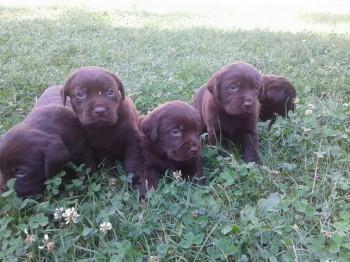 Labrador stenci
