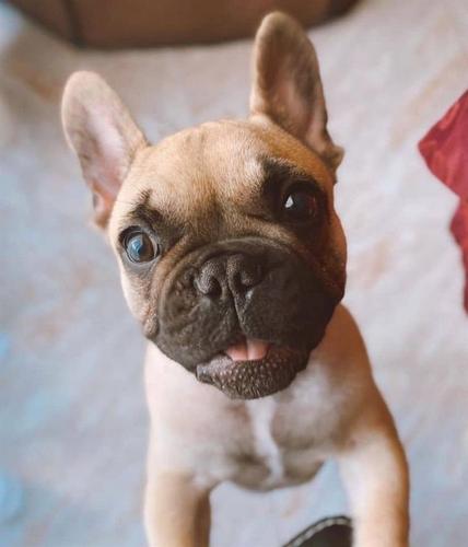 Francuski buldog