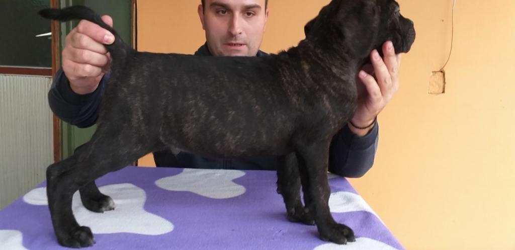 Cane-corso-štenci