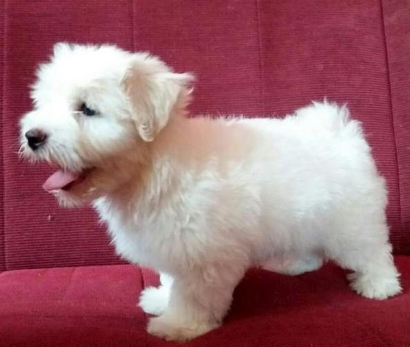 Coton de Tulear (Tulearski pas)
