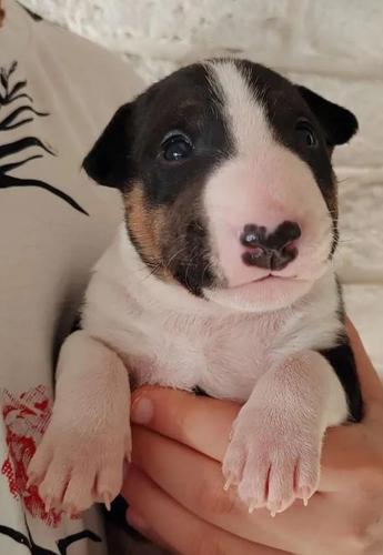 Bulterijer i Dogo Argentino stenci