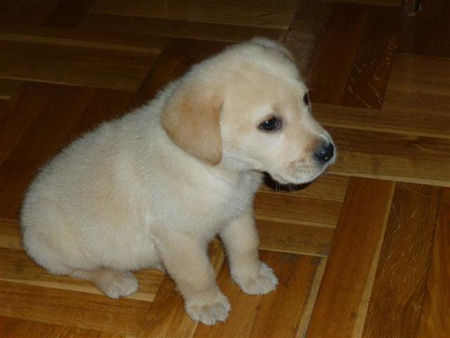 Stene labradora