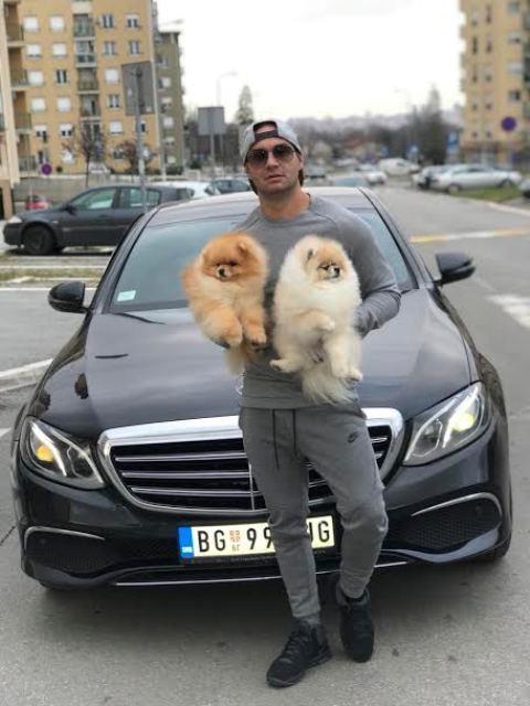 Pomeranac-Boo-medvedic
