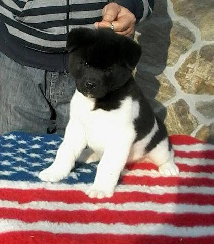 AMERICKE AKITE vrhunsko leglo