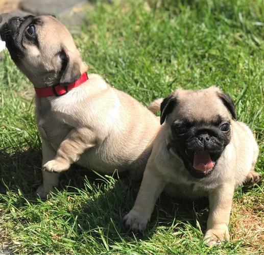 Pugs štenad