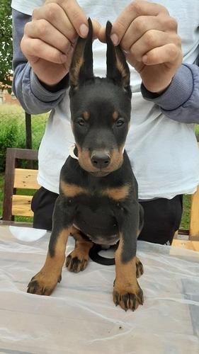 Doberman stenci