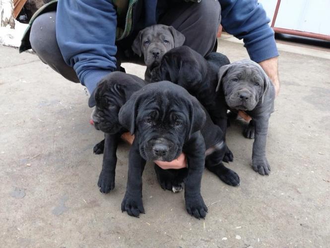 Cane corso štenci