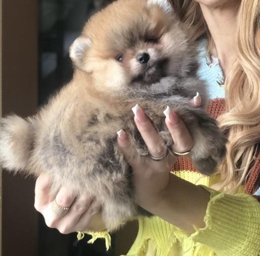 Pomeranski-špic-Pomeranac-Pomeranian-Boo-štenci