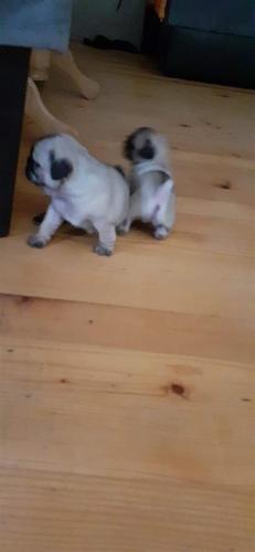 Mops stenci
