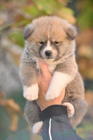 Akita-inu-štenci-