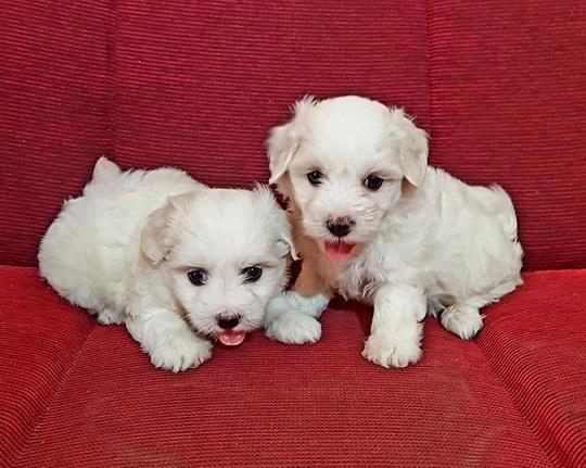 Coton-de-Tulear-Tulearski-pas