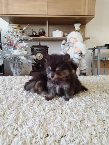 Pomeranski spic