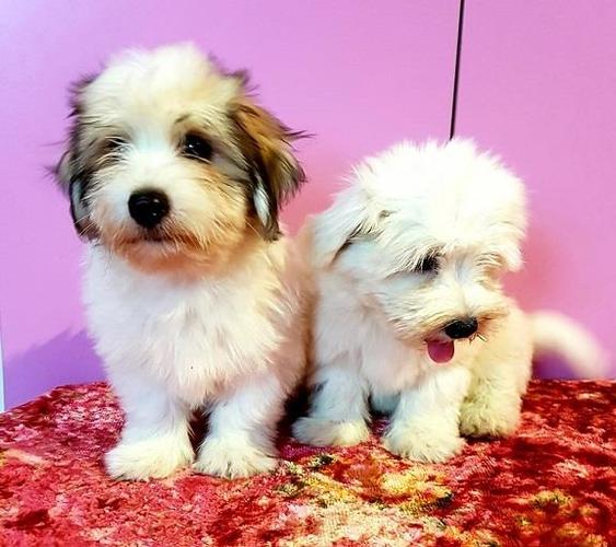 Coton de Tulear - tulearski pas