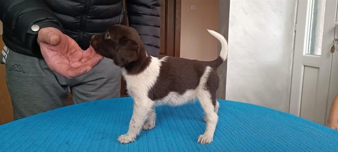 Mali Misterlender štenci