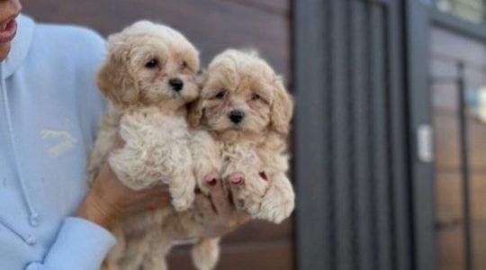 Maltipoo-vrhunske-genetike