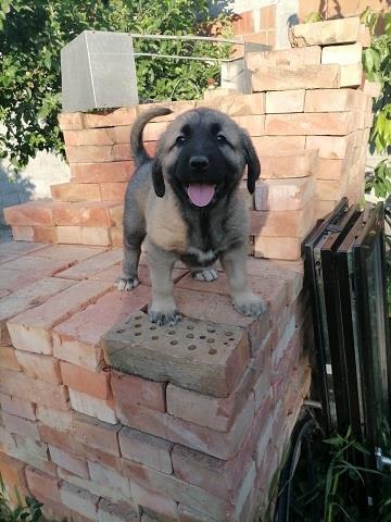 Turski-Kangal--stenci