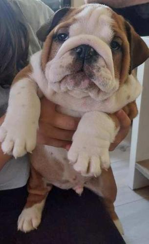 Engleski buldog, muško štene