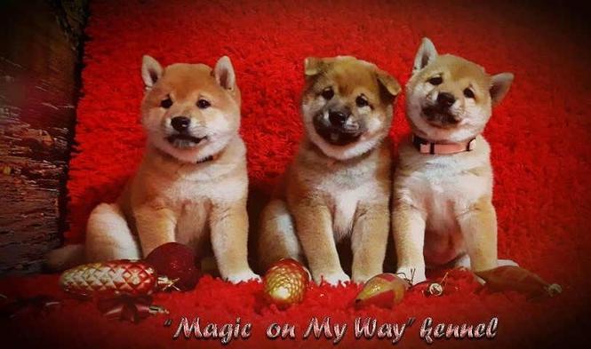 SHIBA INU stenci vrhunskog porekla