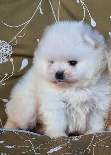 Pomeranac Boo 