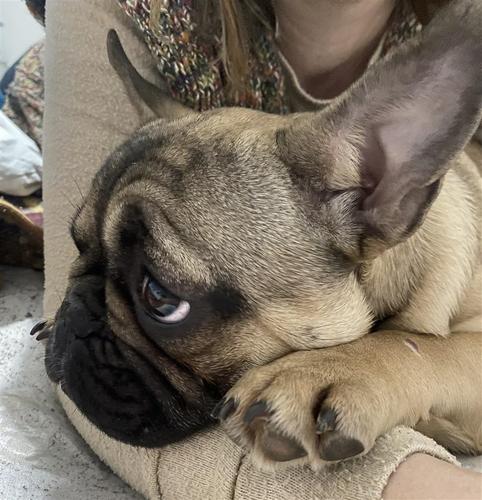 Francuski buldog