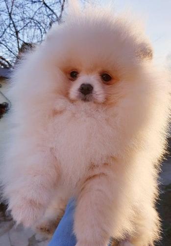 Pomeranac Boo medvedić 