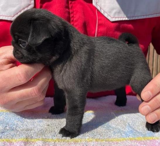 Mops PRELEPI štenci