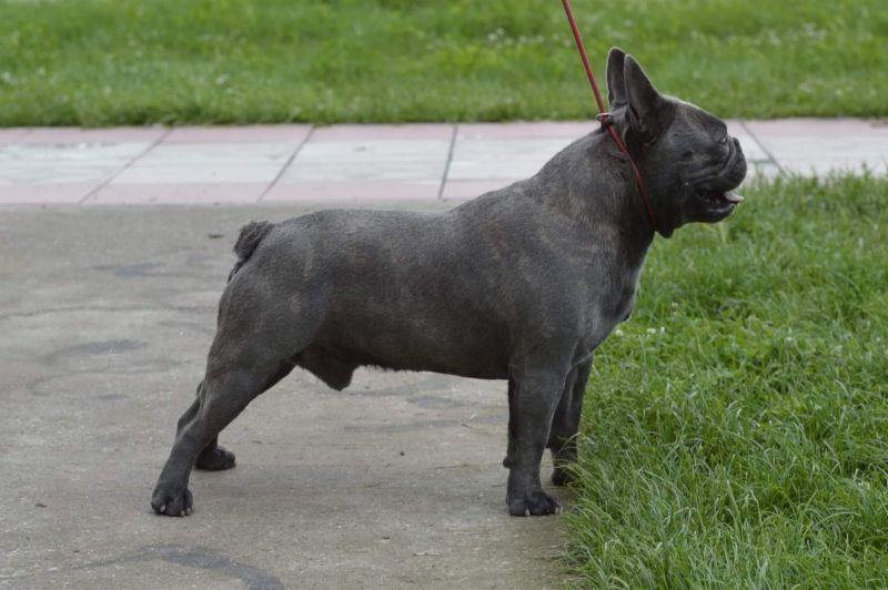 Francuski-buldog