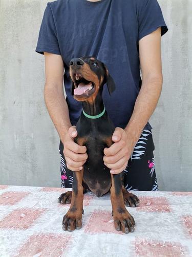 Doberman štenci 