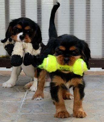 Cavalier King Charles španijeli