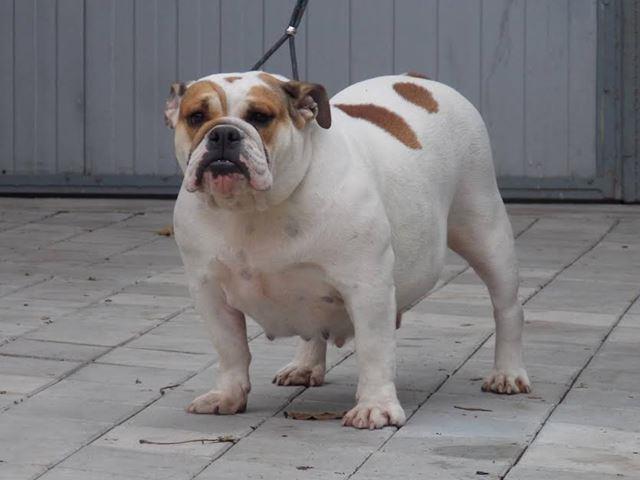 Engleski-buldog--odrasla-zenka-
