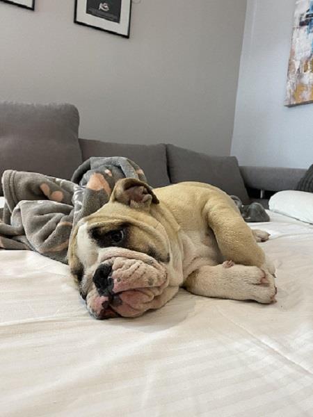 Engleski-buldog