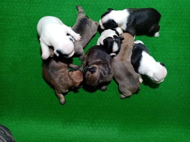 Francuski buldog, štenci