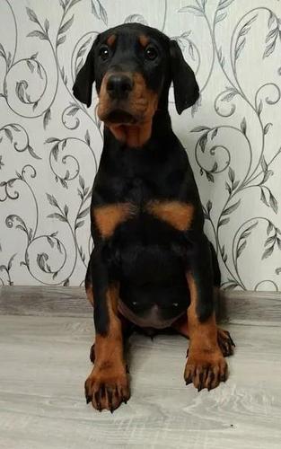 Doberman i rotvajler štenci na prodaju
