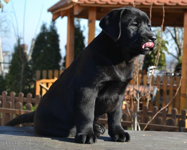 Stenci labrador reteriver