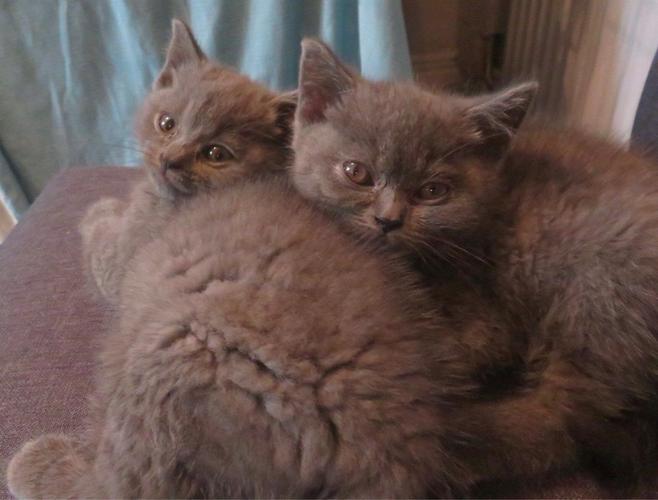 Stunning British shorthair Kittens 13 weeks.