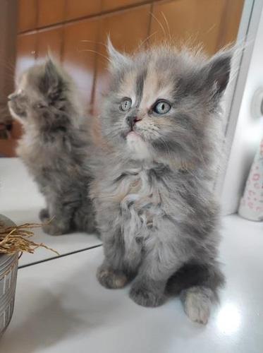 Maine Coon mačići