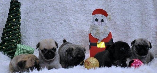 Mops 