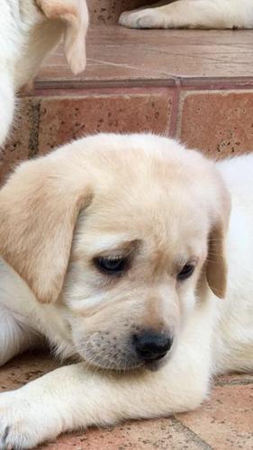 Labrador retriver štenci 