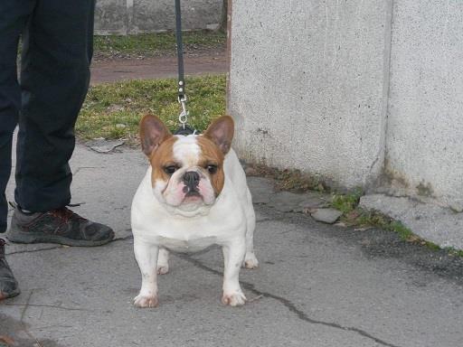 Francuski buldog 