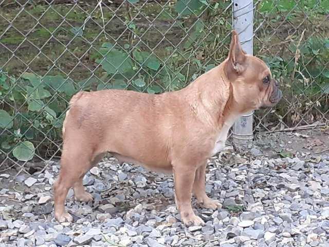 Francuski-buldog--zreli-psi
