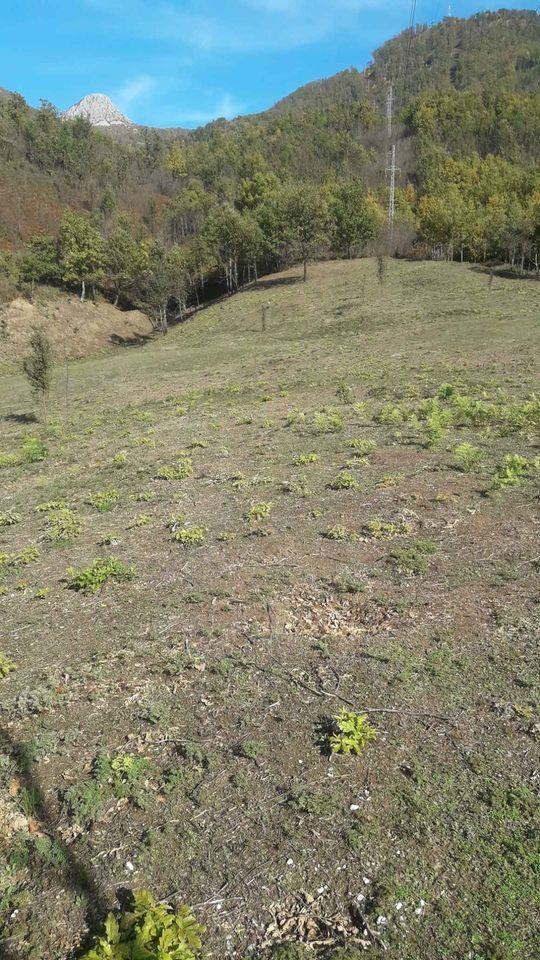 Imanje-Manastir-Moraca-25-000-kvadrata